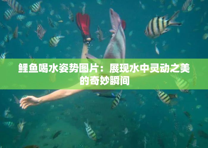 鲤鱼喝水姿势图片：展现水中灵动之美的奇妙瞬间