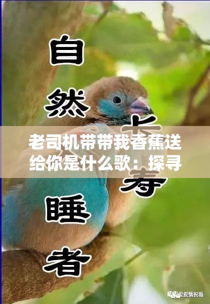 老司机带带我香蕉送给你是什么歌：探寻其独特魅力与背后故事