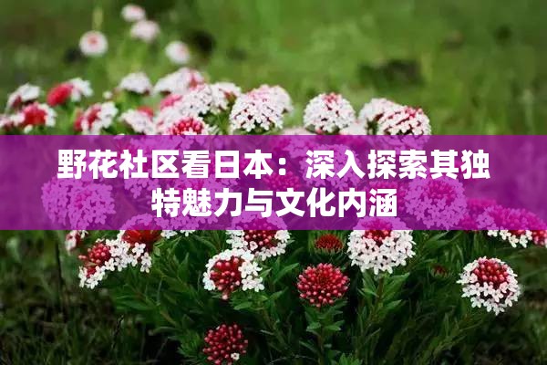 野花社区看日本：深入探索其独特魅力与文化内涵