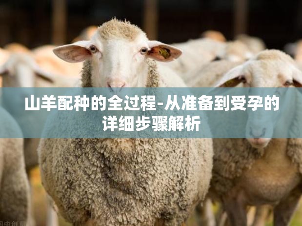 山羊配种的全过程-从准备到受孕的详细步骤解析