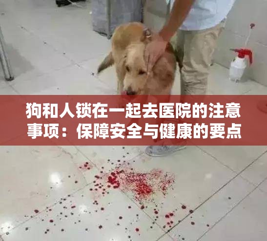 狗和人锁在一起去医院的注意事项：保障安全与健康的要点