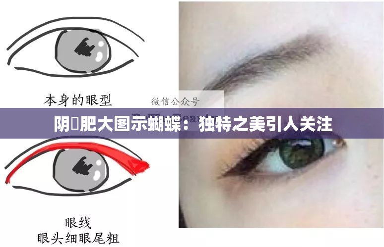 阴脣肥大图示蝴蝶：独特之美引人关注