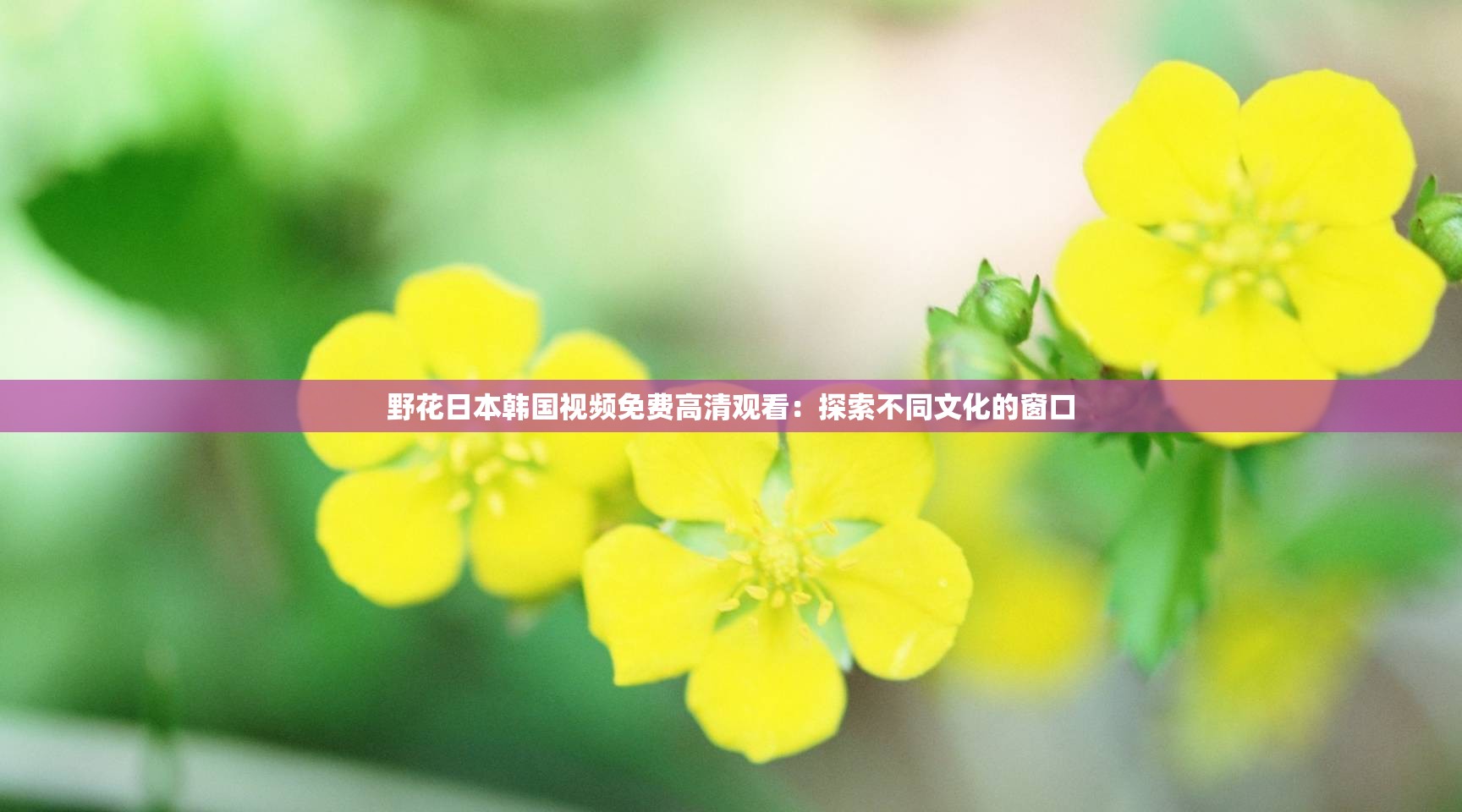 野花日本韩国视频免费高清观看：探索不同文化的窗口
