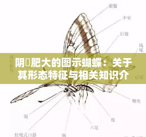 阴脣肥大的图示蝴蝶：关于其形态特征与相关知识介绍