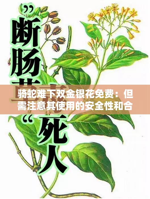 骑蛇难下双金银花免费：但需注意其使用的安全性和合理性