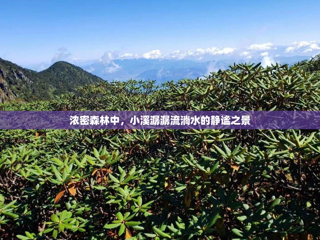 浓密森林中，小溪潺潺流淌水的静谧之景