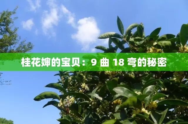 桂花婶的宝贝：9 曲 18 弯的秘密