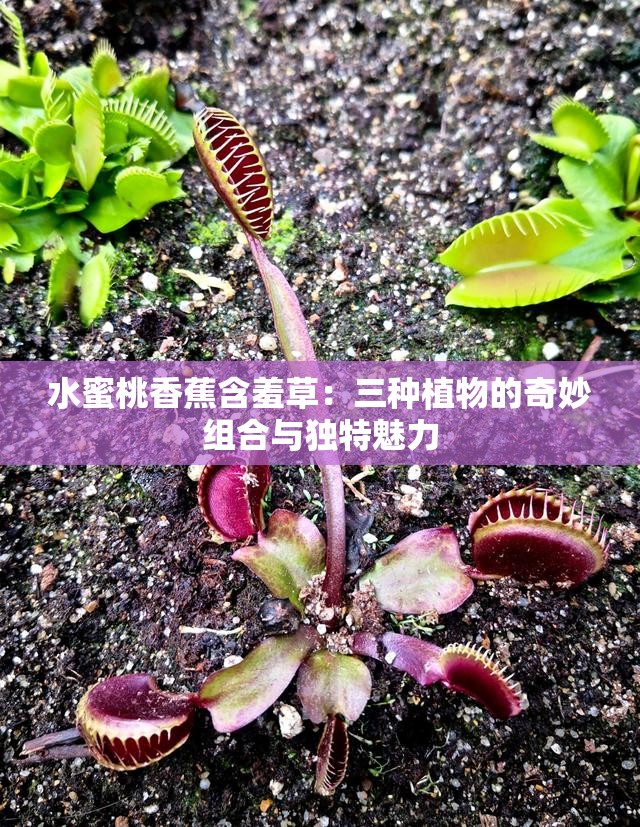 水蜜桃香蕉含羞草：三种植物的奇妙组合与独特魅力