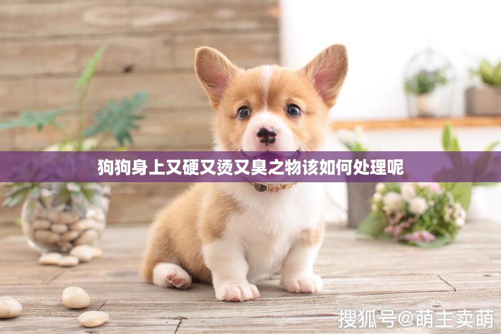 狗狗身上又硬又烫又臭之物该如何处理呢