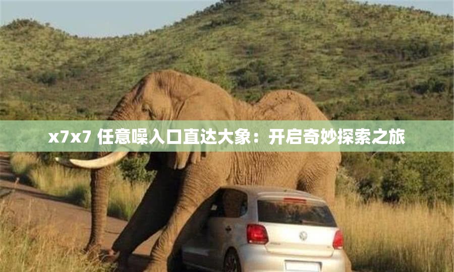 x7x7 任意噪入口直达大象：开启奇妙探索之旅