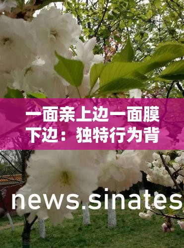 一面亲上边一面膜下边：独特行为背后的复杂情感和心理探索