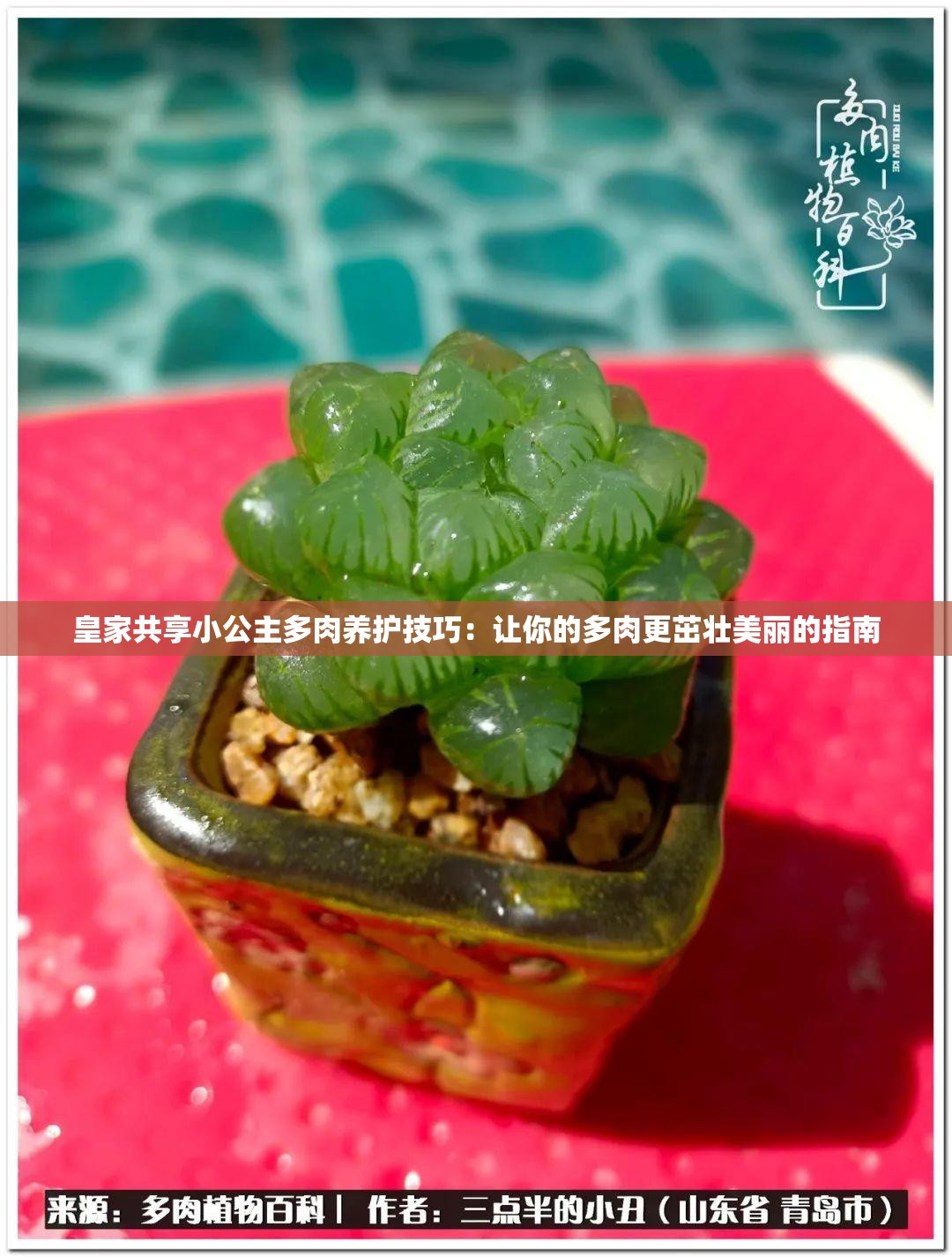 皇家共享小公主多肉养护技巧：让你的多肉更茁壮美丽的指南