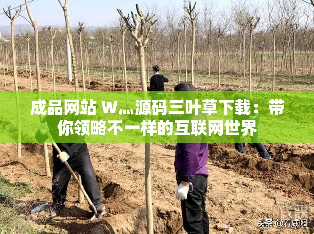 成品网站 W灬源码三叶草下载：带你领略不一样的互联网世界
