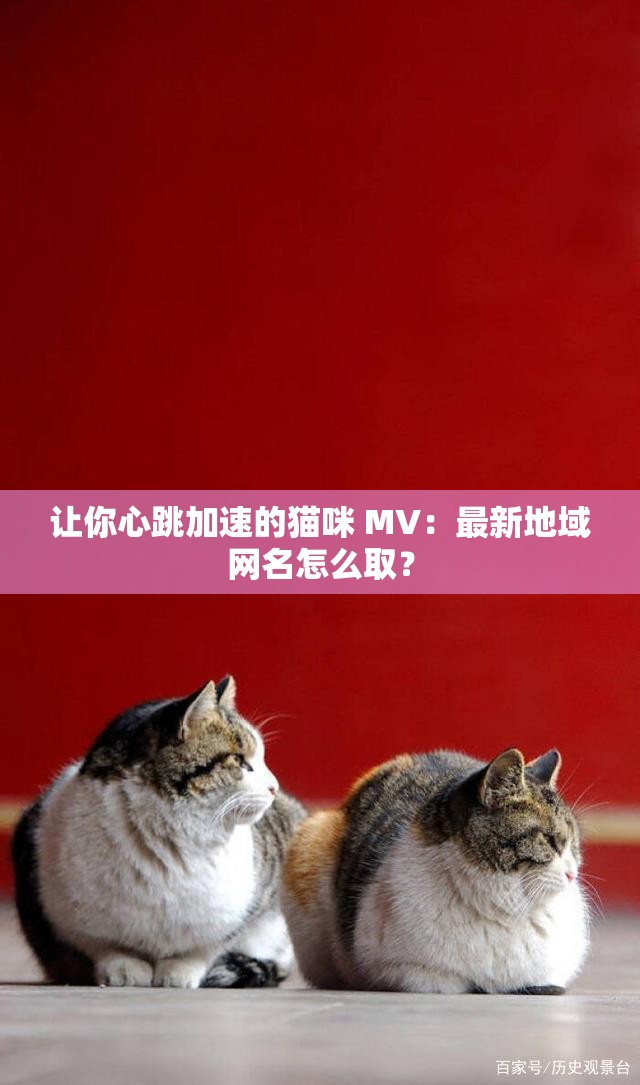 让你心跳加速的猫咪 MV：最新地域网名怎么取？