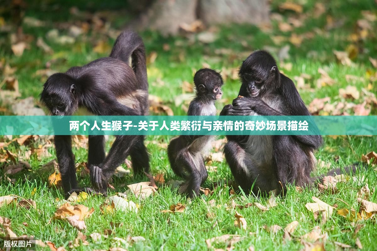 两个人生猴子-关于人类繁衍与亲情的奇妙场景描绘
