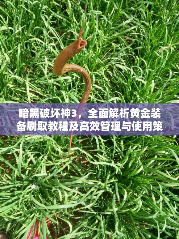 暗黑破坏神3，全面解析黄金装备刷取教程及高效管理与使用策略