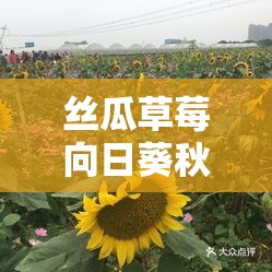丝瓜草莓向日葵秋葵加油站——别样的自然与活力之地