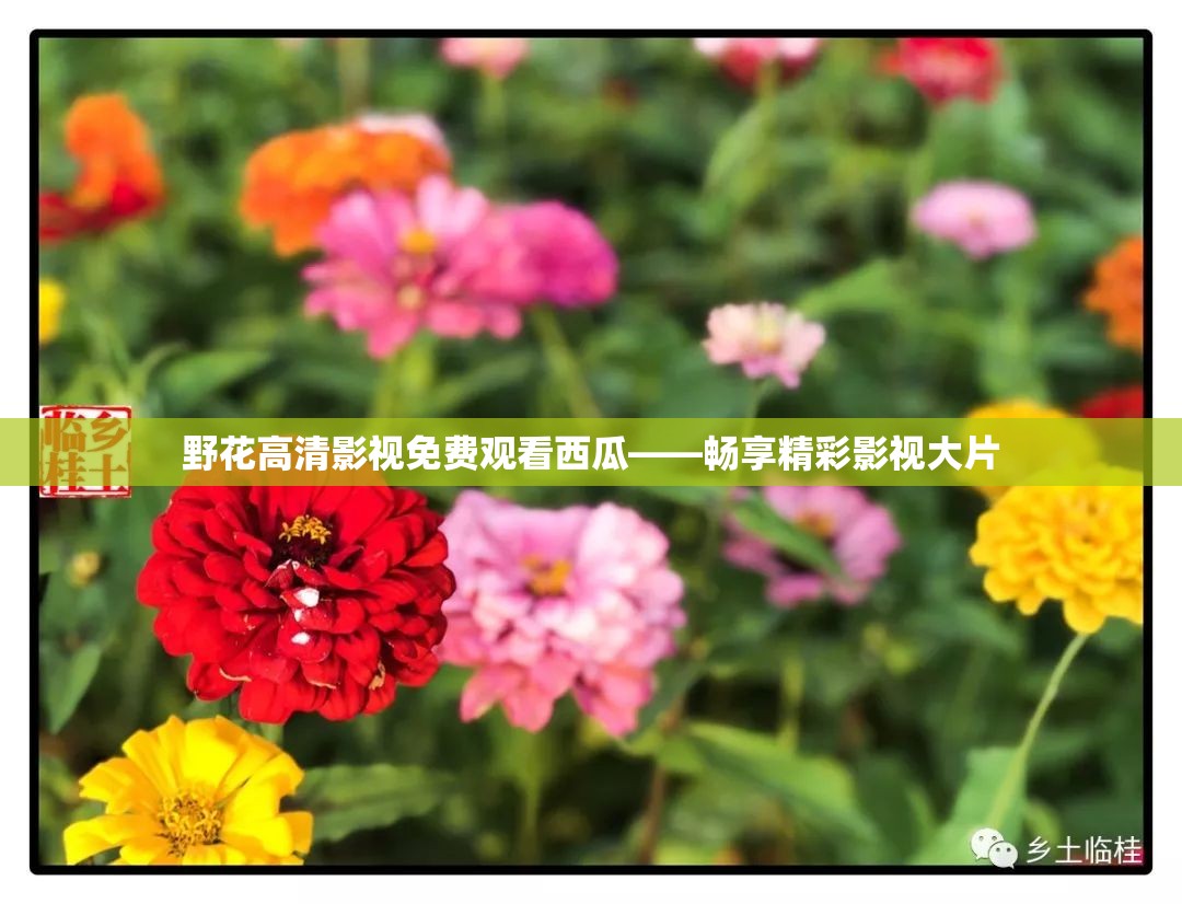 野花高清影视免费观看西瓜——畅享精彩影视大片
