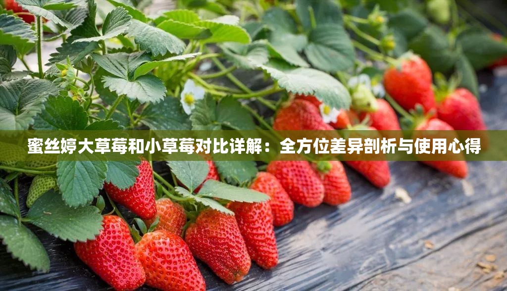 蜜丝婷大草莓和小草莓对比详解：全方位差异剖析与使用心得