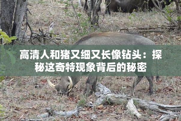 高清人和猪又细又长像钻头：探秘这奇特现象背后的秘密