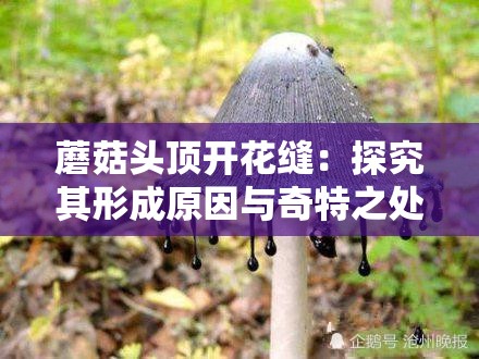 蘑菇头顶开花缝：探究其形成原因与奇特之处