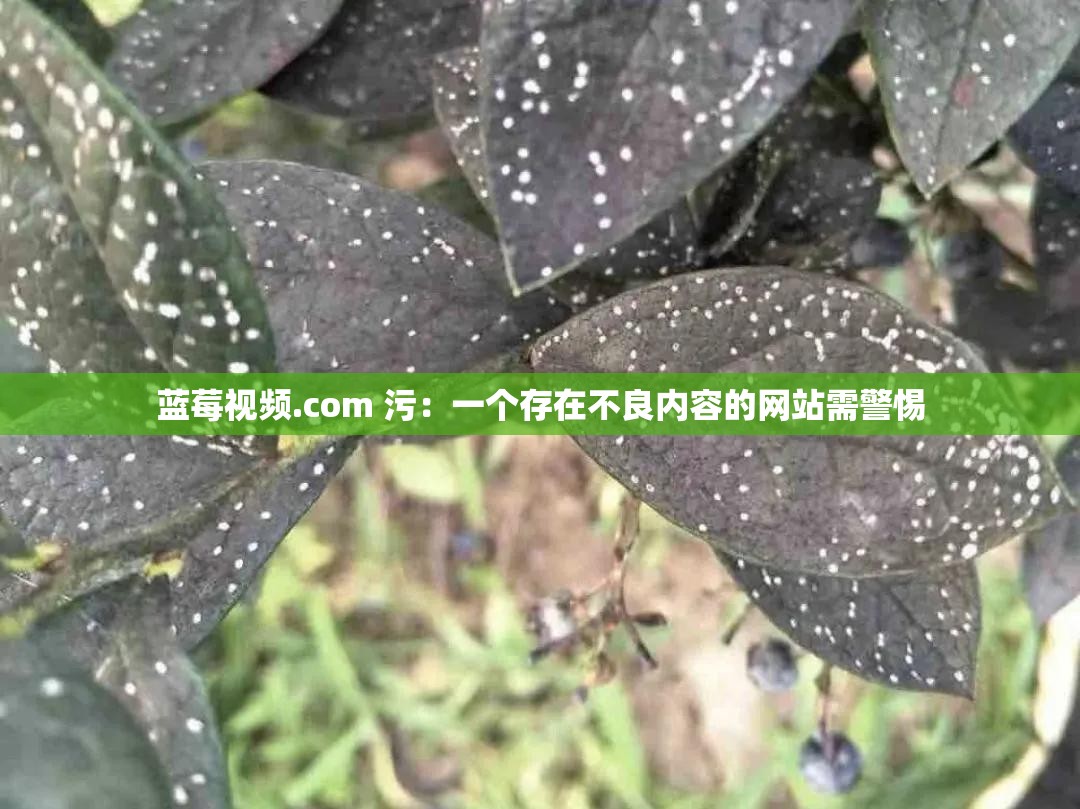 蓝莓视频.com 污：一个存在不良内容的网站需警惕