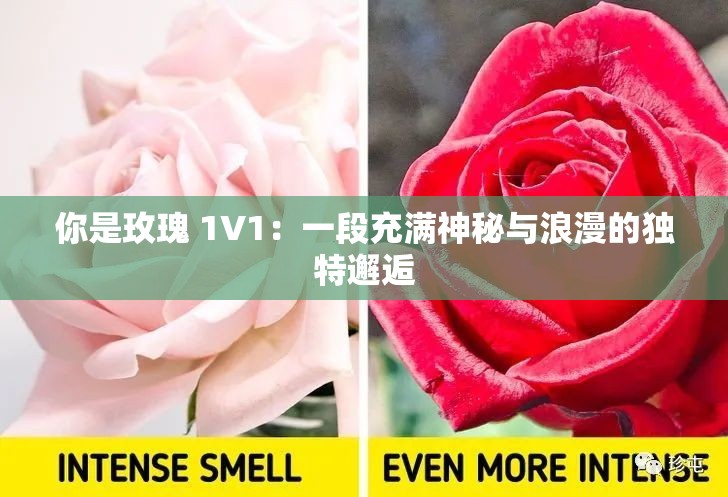 你是玫瑰 1V1：一段充满神秘与浪漫的独特邂逅