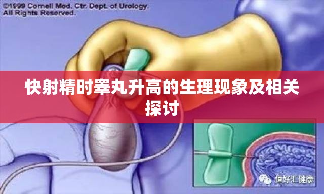 快射精时睾丸升高的生理现象及相关探讨