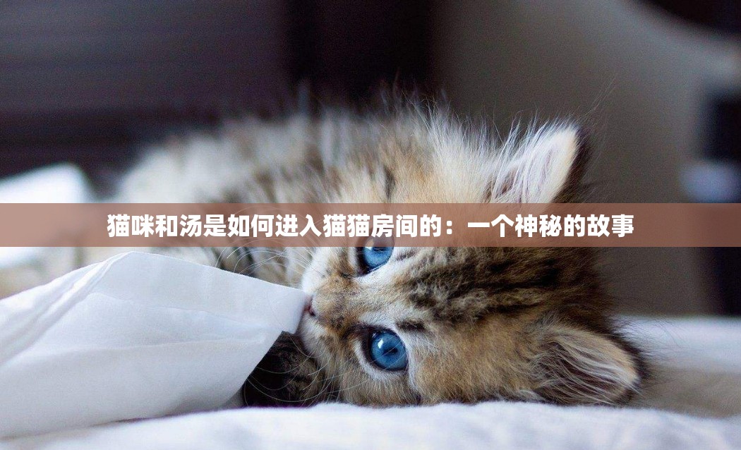 猫咪和汤是如何进入猫猫房间的：一个神秘的故事