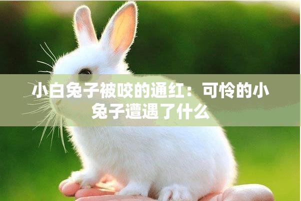 小白兔子被咬的通红：可怜的小兔子遭遇了什么