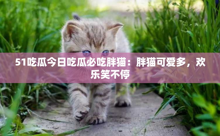 51吃瓜今日吃瓜必吃胖猫：胖猫可爱多，欢乐笑不停