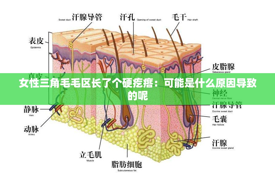 女性三角毛毛区长了个硬疙瘩：可能是什么原因导致的呢