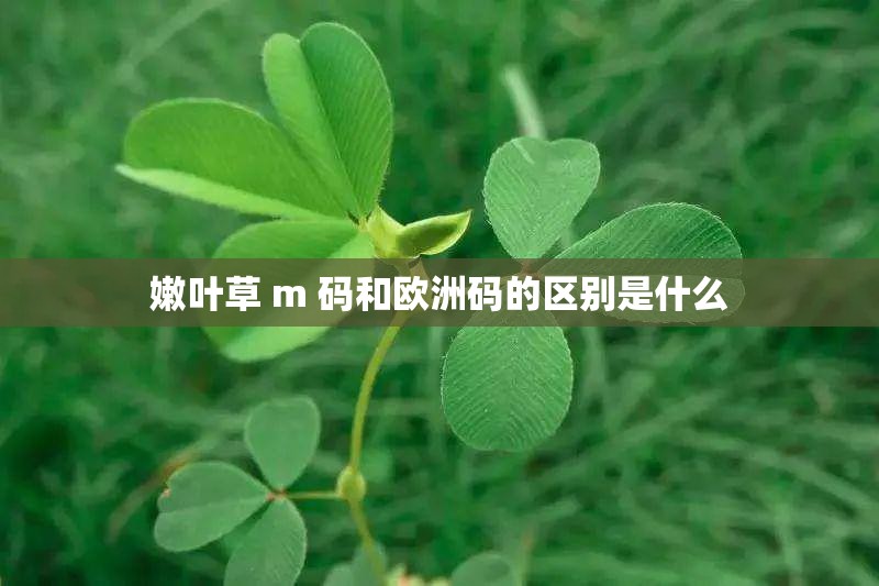 嫩叶草 m 码和欧洲码的区别是什么