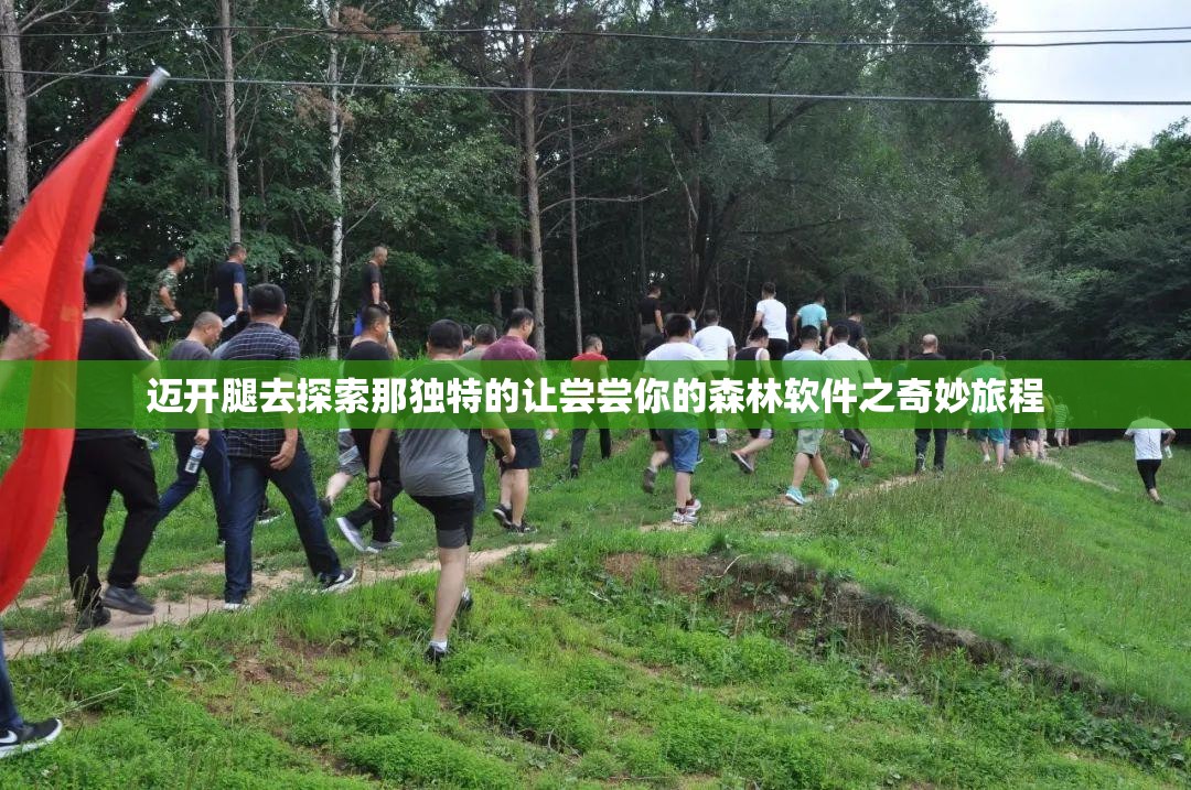 迈开腿去探索那独特的让尝尝你的森林软件之奇妙旅程