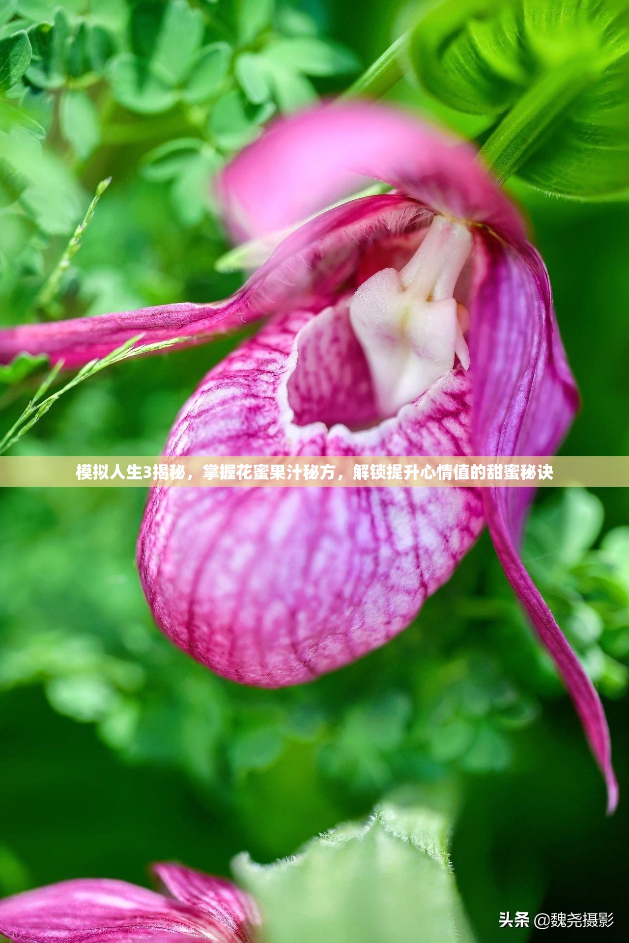 模拟人生3揭秘，掌握花蜜果汁秘方，解锁提升心情值的甜蜜秘诀