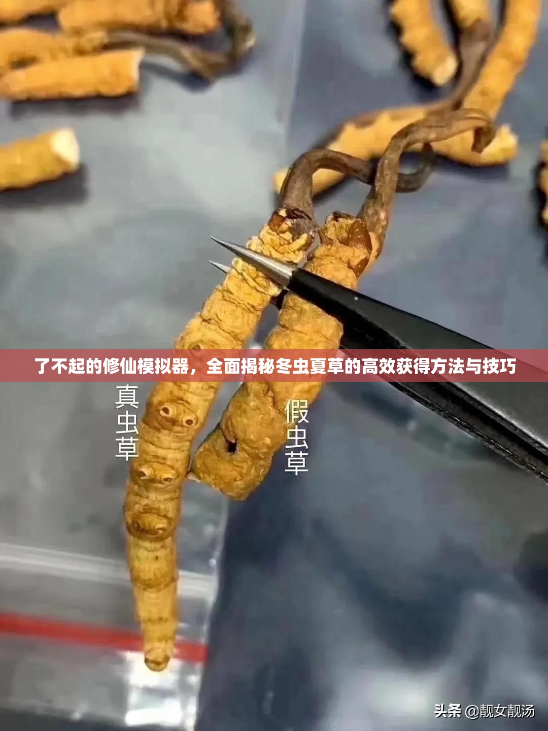 了不起的修仙模拟器，全面揭秘冬虫夏草的高效获得方法与技巧