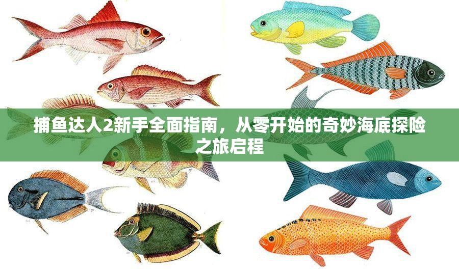 捕鱼达人2新手全面指南，从零开始的奇妙海底探险之旅启程