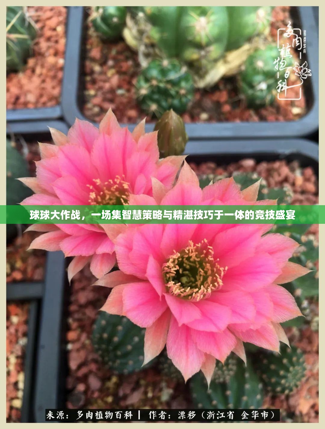 球球大作战，一场集智慧策略与精湛技巧于一体的竞技盛宴