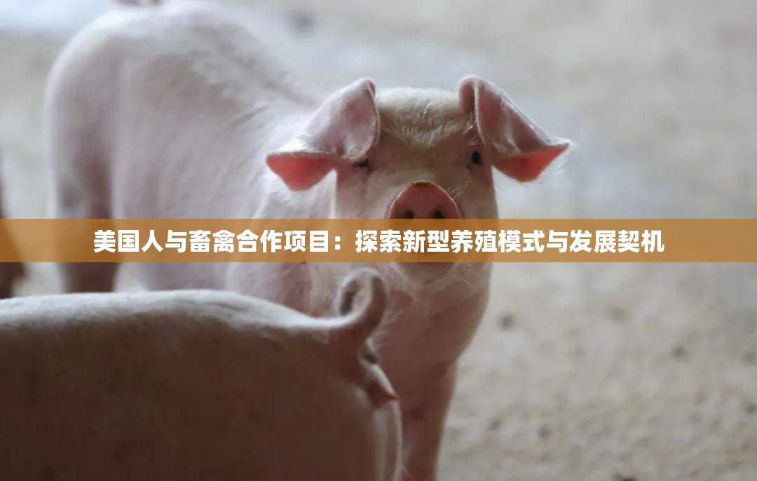 美国人与畜禽合作项目：探索新型养殖模式与发展契机