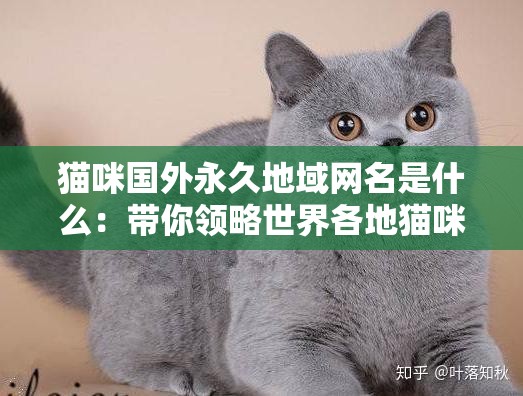 猫咪国外永久地域网名是什么：带你领略世界各地猫咪风采