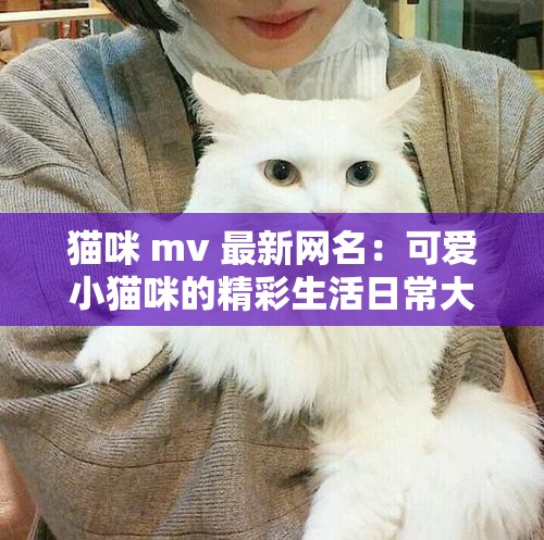 猫咪 mv 最新网名：可爱小猫咪的精彩生活日常大揭秘