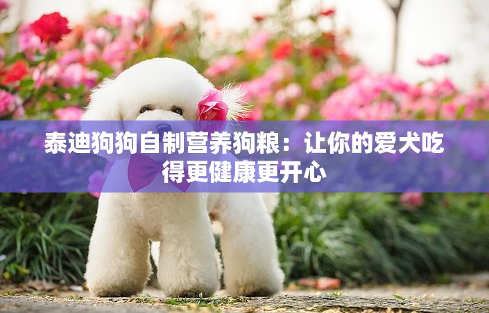 泰迪狗狗自制营养狗粮：让你的爱犬吃得更健康更开心