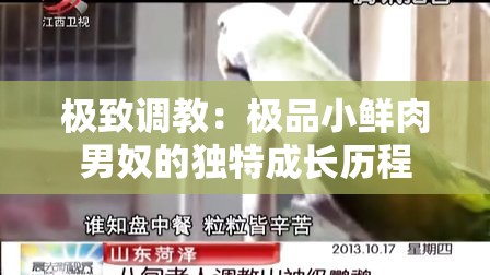 极致调教：极品小鲜肉男奴的独特成长历程