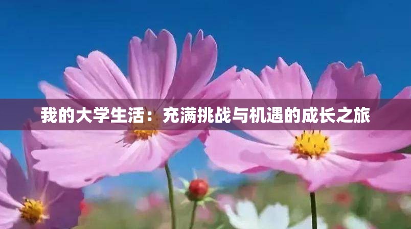 我的大学生活：充满挑战与机遇的成长之旅