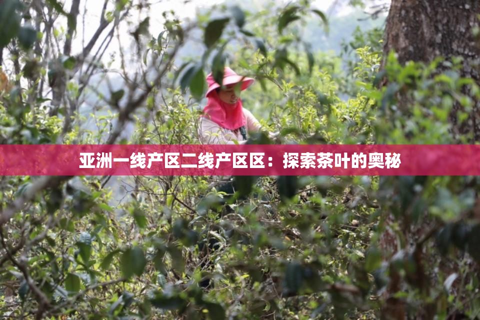 亚洲一线产区二线产区区：探索茶叶的奥秘