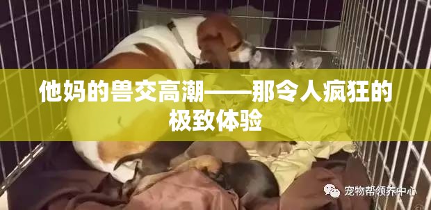 他妈的兽交高潮——那令人疯狂的极致体验