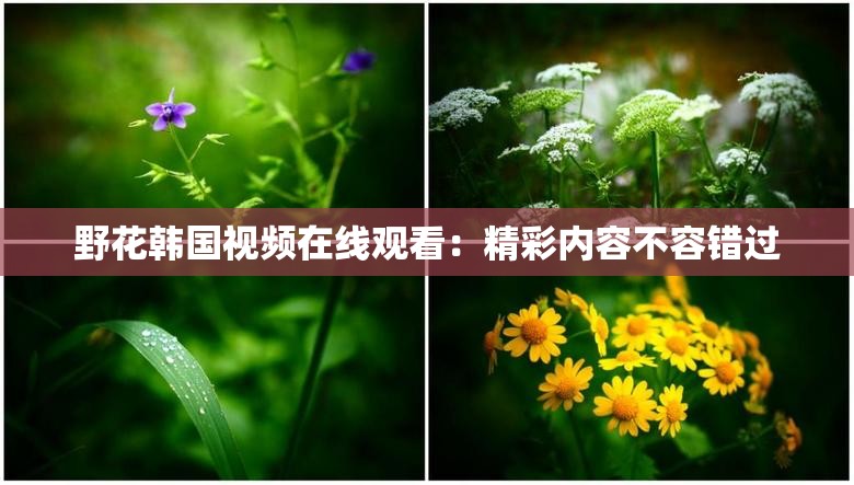 野花韩国视频在线观看：精彩内容不容错过