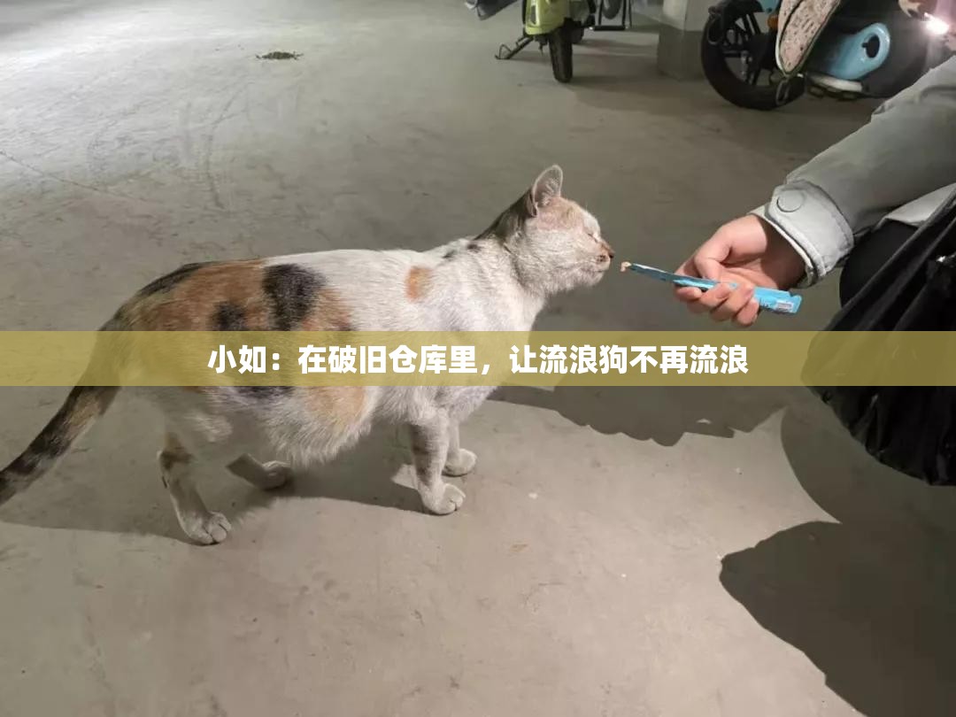 小如：在破旧仓库里，让流浪狗不再流浪