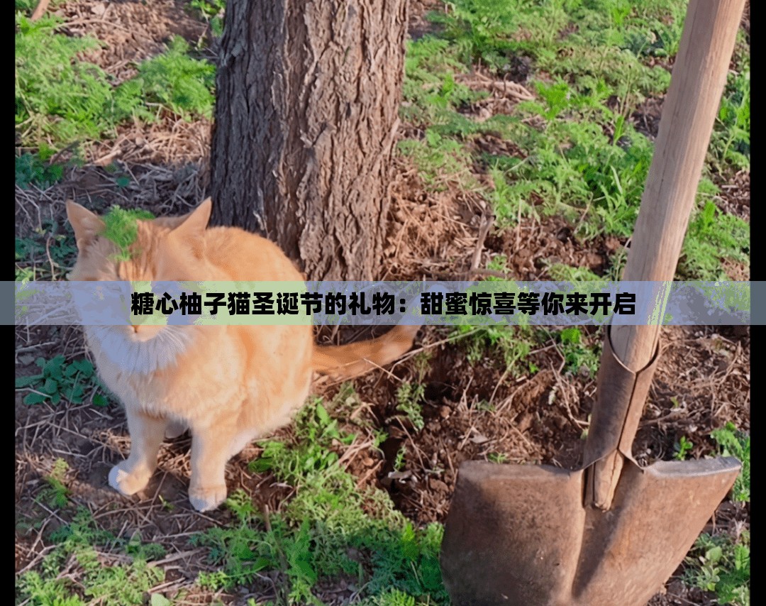 糖心柚子猫圣诞节的礼物：甜蜜惊喜等你来开启