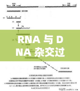 RNA 与 DNA 杂交过程的原理特点及应用领域探究